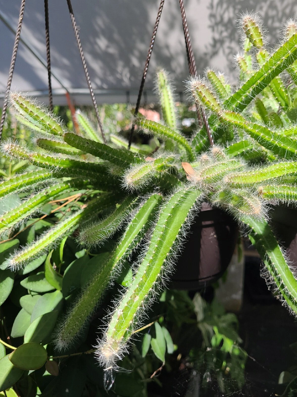 Dog Tail Cactus Cuttings Set of 4, Selenicereus testudo, Trailing Succulent for Propagation, Live Unrooted Cuttings