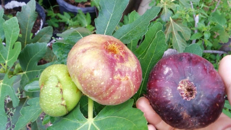 Live Unrooted Fig Tree Cuttings – 3 Black Jack Cuttings for Propagation – Ficus carica – Semi-Dwarf Variety, Ideal for Gardens