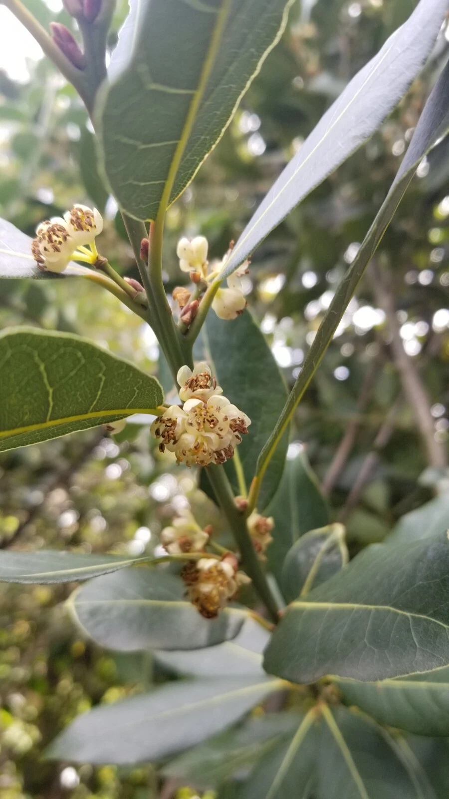 Bay Laurel Tree Cuttings – 5 Fresh Unrooted Stem Cuttings for Propagation – Laurus Nobilis Evergreen Plant