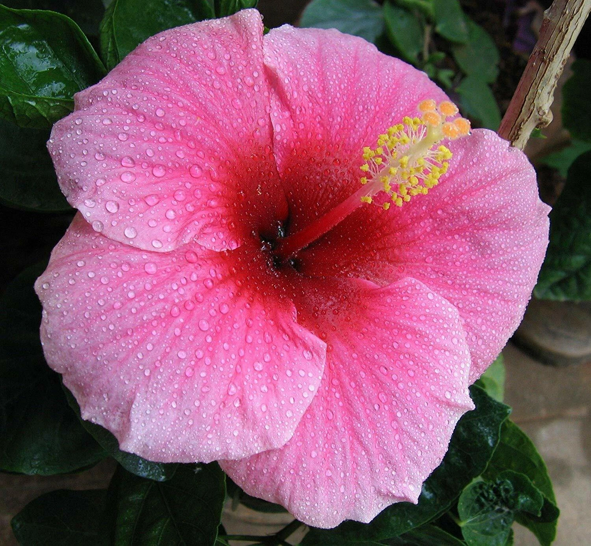 Hawaiian Pink Hibiscus Cutting – 1 Live 2–4 Inch Unrooted Hibiscus rosa-sinensis for Propagation and Planting