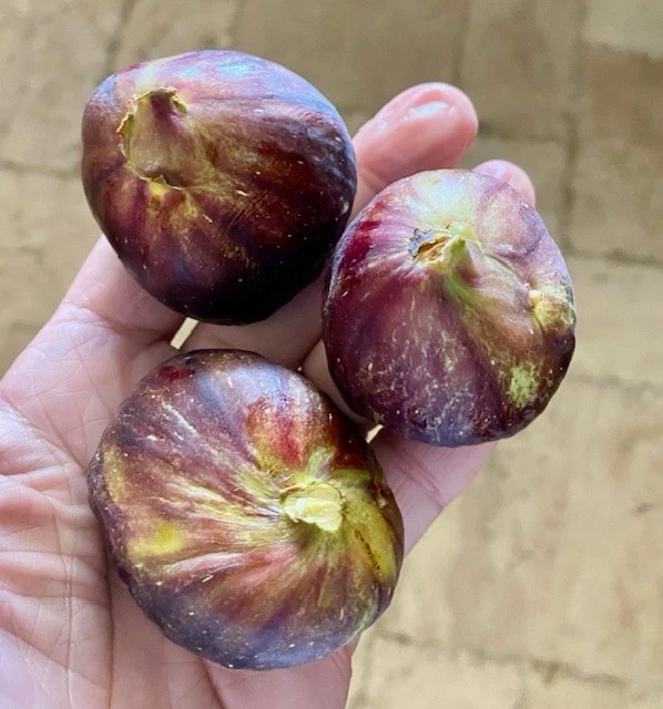 Black Mission Fig Cuttings Set of 15 Hardwood Pieces 6 Inches Ficus carica ‘Black Mission’ for Propagation