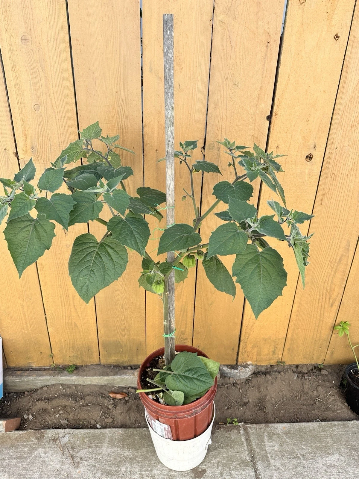 Golden Berry Cuttings Set of 6 | Cape Gooseberry | Physalis peruviana | 4 Inch Live Plant Cuttings for Propagation