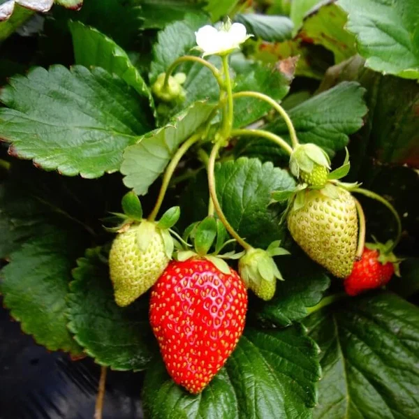 Everbearing Strawberry Bare Roots Set of 10, Cold Hardy Fort Laramie Plants, Fragaria × ananassa ‘Fort Laramie’