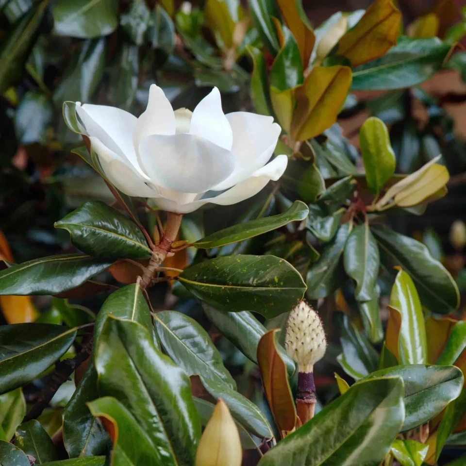 Magnolia Little Gem Cuttings - 3 Live Cuttings for Rooting or Grafting - Magnolia grandiflora 'Little Gem'