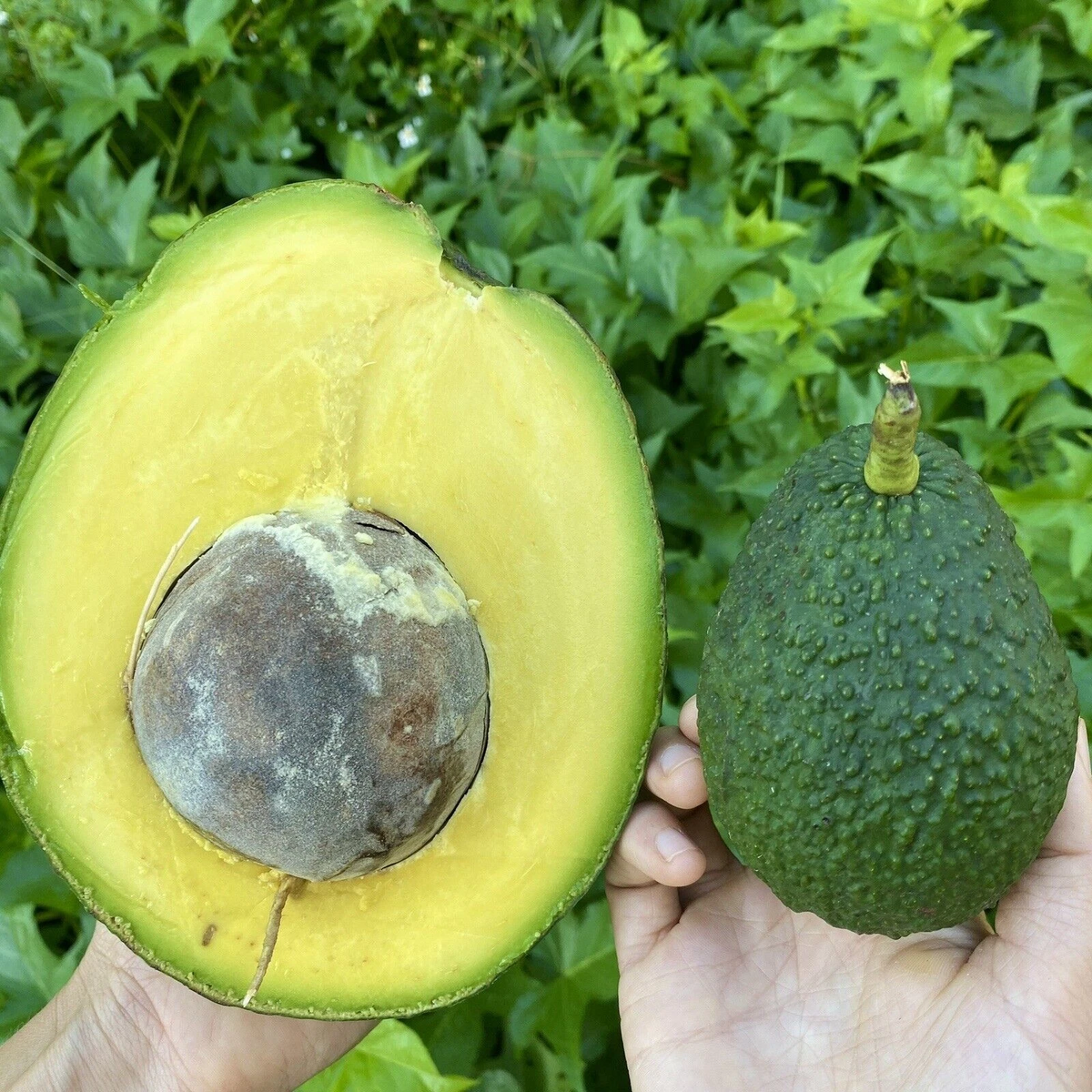 Marcus Pumpkin Avocado Cuttings Set of 5 Unrooted Pieces for Propagation - Persea americana ‘Marcus Pumpkin’