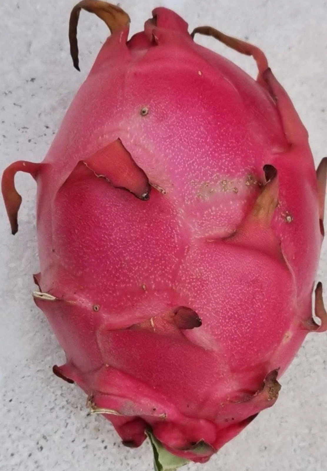 Royal Red Dragon Fruit Cuttings – 8-12 Inch Unrooted Pitaya Stems, Red-Fleshed Cactus for Propagation, Selenicereus spp.