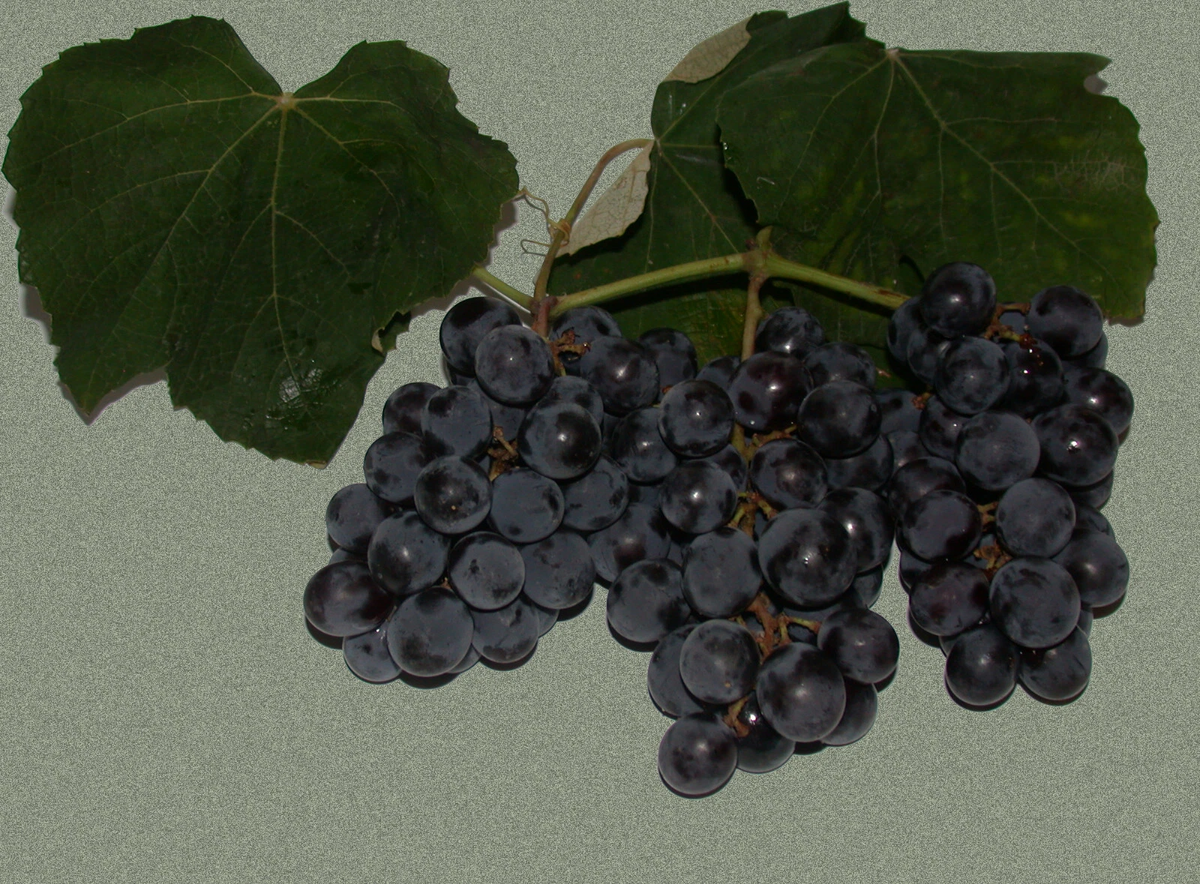 Isabella Grape Vine Cuttings - 10 Fresh Green Vitis labrusca Cuttings for Propagation, Bare Root, Outdoor Plant