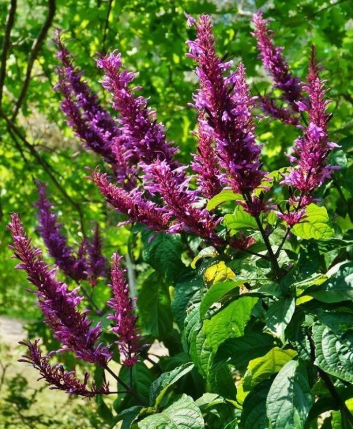 Lavender Starter Plant - Live, Fragrant 'Sensational' Variety - Lavandula x intermedia - Perfect for Gardens & Containers
