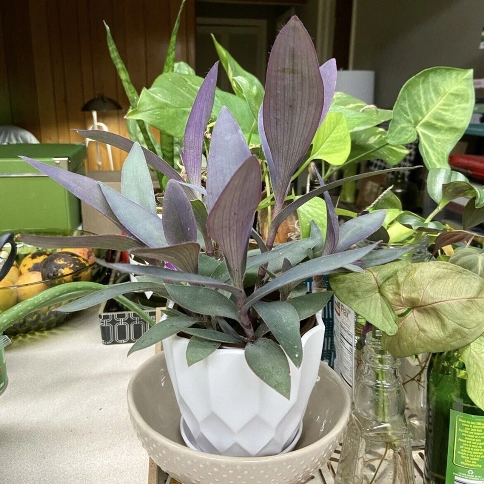Tradescantia Purple Heart Cuttings - 3 Unrooted Purple Queen Plant Cuttings for Propagation - Tradescantia pallida