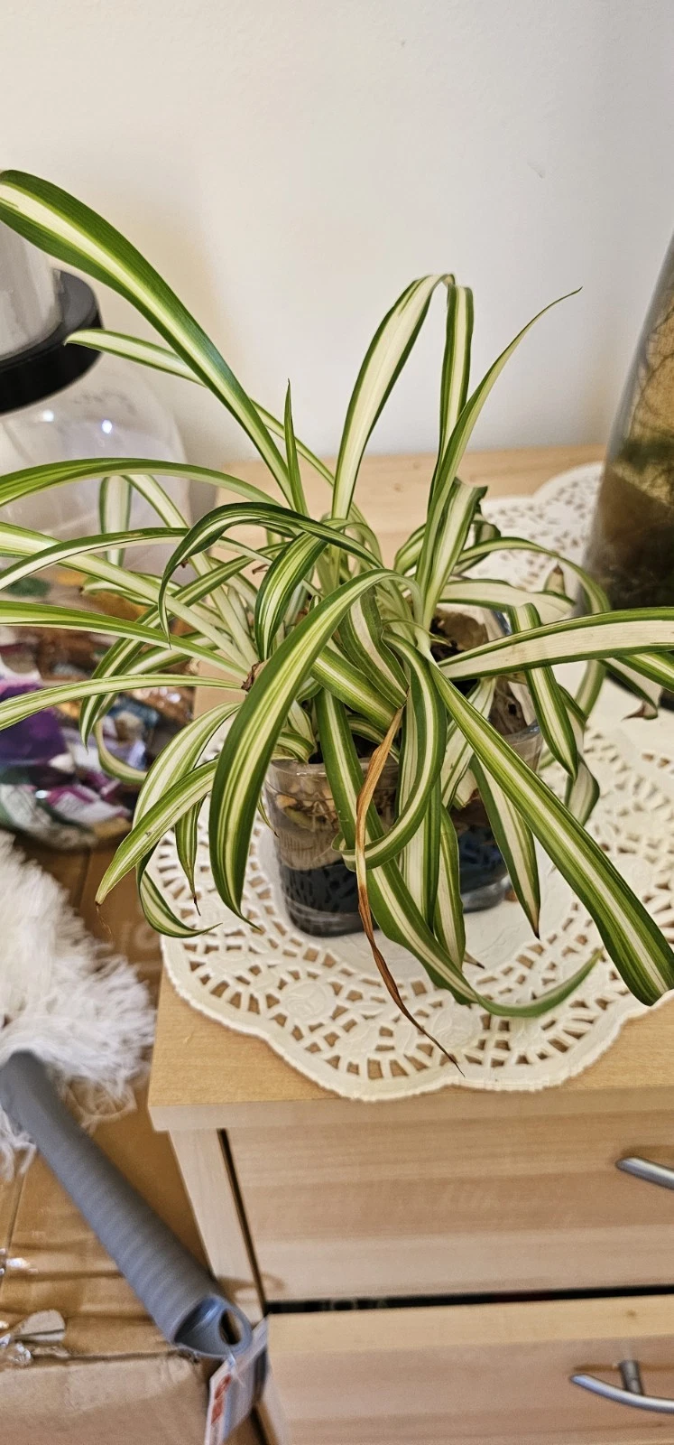 Live Spider Plant Starter Plants - Chlorophytum comosum - Rooted Indoor Houseplant for Easy Care and Low Light Conditions