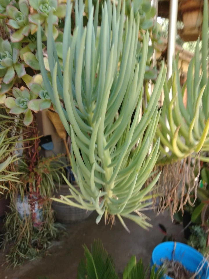 Blue Chalk Sticks Succulent Cuttings - 2 Senecio mandraliscae Live Cuttings for Propagation - Blue-Gray Foliage