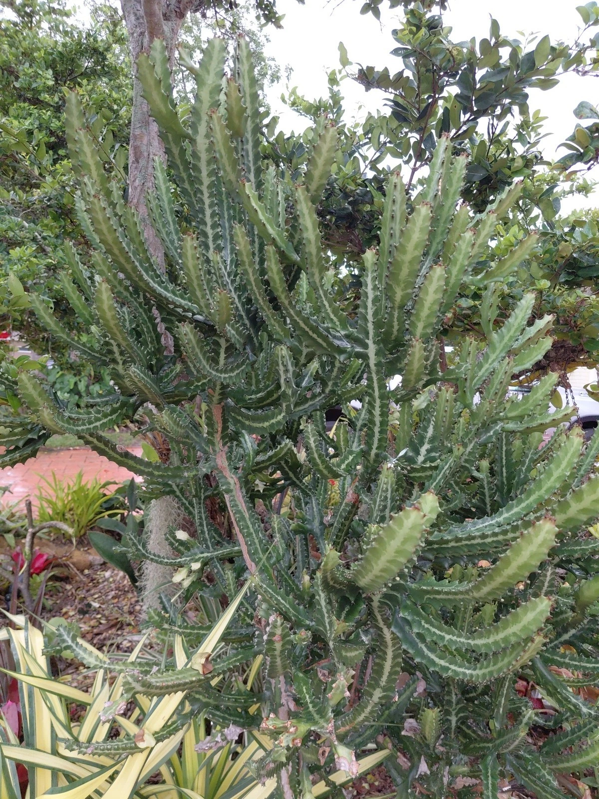 Large Dragon Bones Cactus Cutting - Euphorbia lactea Candelabra Milk Stripe Succulent - Live Unrooted Propagation Cutting