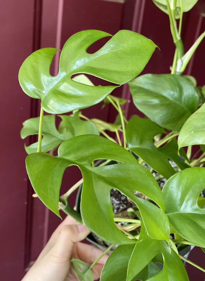 Rhaphidophora Tetrasperma Cuttings - Mini Monstera 2 Cuttings with 2 Leaves & 2 Nodes for Propagation - Unrooted