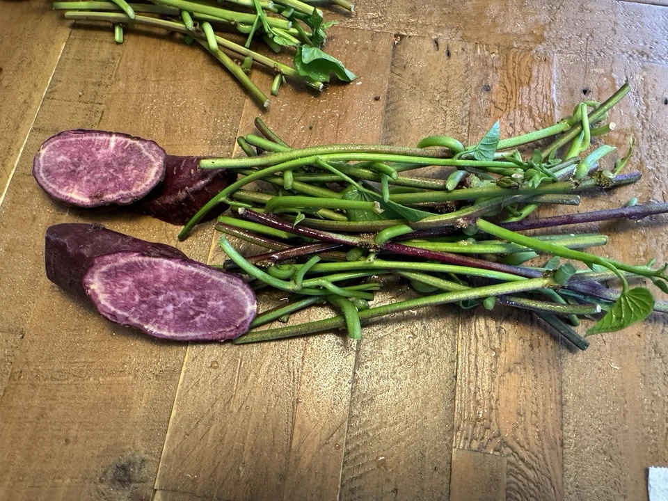Japanese Molokai Sweet Purple Potato Slips - 25 Live Cuttings (Ipomoea batatas) for Garden Planting