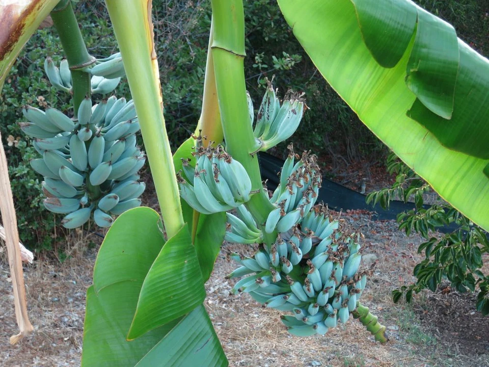 Ice Cream Blue Java Banana Tree Live Rooted Starter Plant - Musa Acuminata, Cold Hardy Tropical Banana