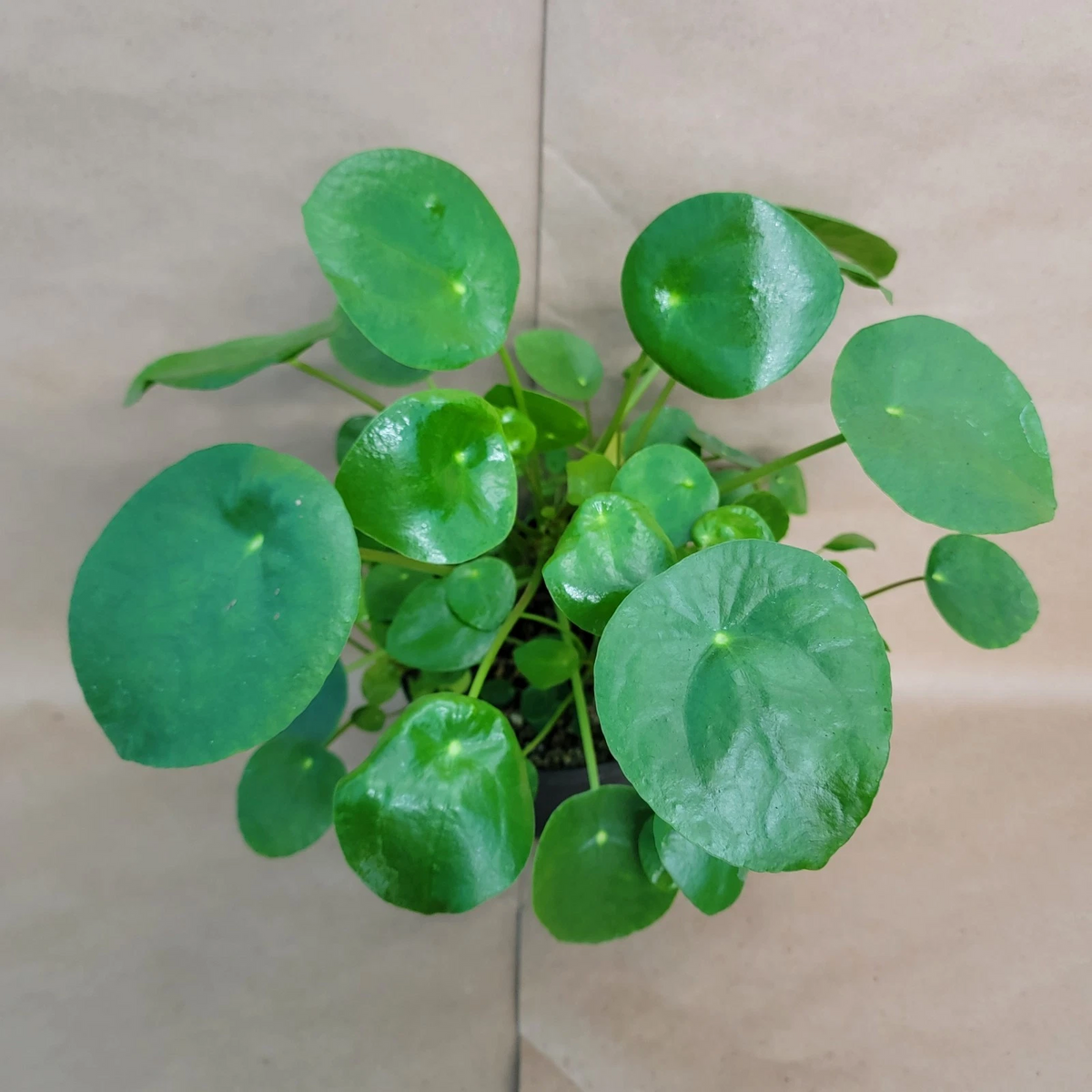 Pilea Peperomioides Live Indoor Houseplant in 4 Inch Pot - Chinese Money Plant with Round Green Leaves - Perfect for Home Decor
