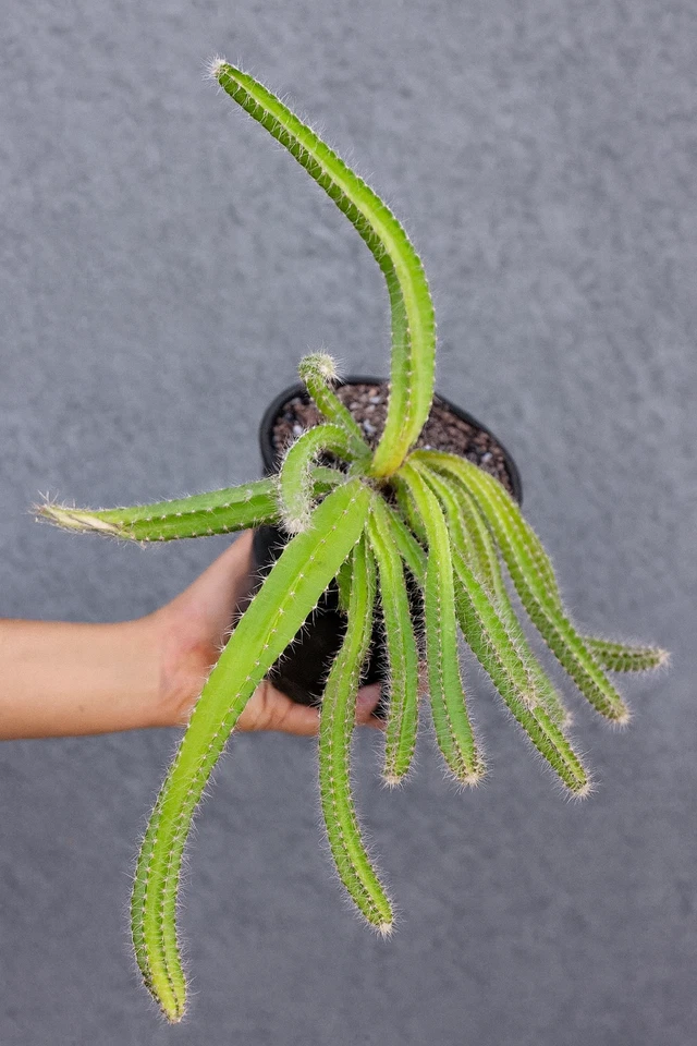 Dog Tail Cactus - 4" Rooted Plant, Trailing Succulent - Selenicereus testudo, Easy Care for Indoor Hanging Display