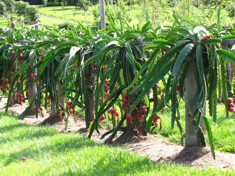 Dragon Fruit Cutting Live, 6 Inch Pitaya Cactus Cutting for Propagation, Selenicereus spp., Tropical Fruit Plant