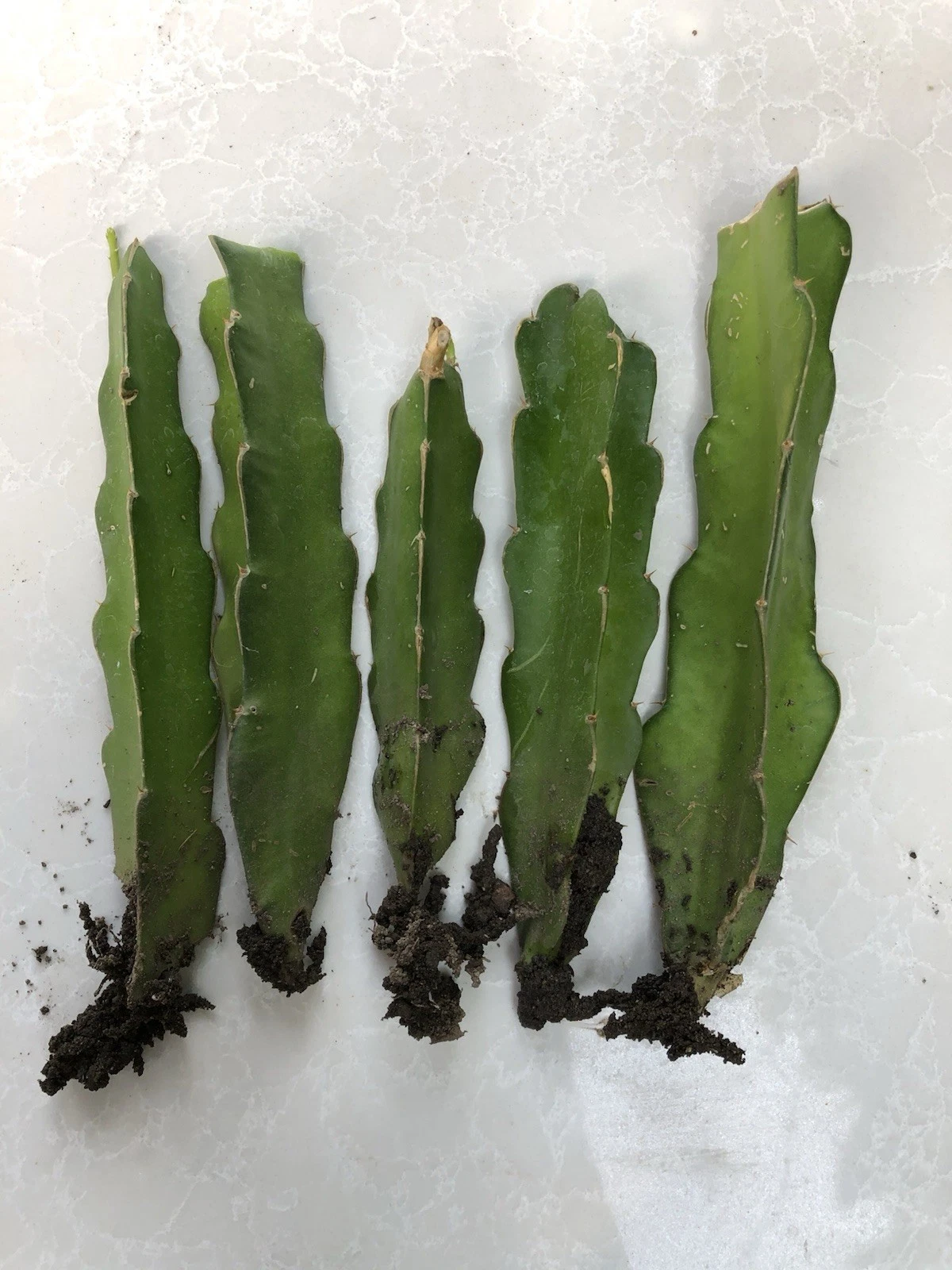 Rooted Dragon Fruit Cuttings – 5 Live Hylocereus Plants, Tropical Climbing Cactus, Ready to Plant, Cactus Vine for Gardens