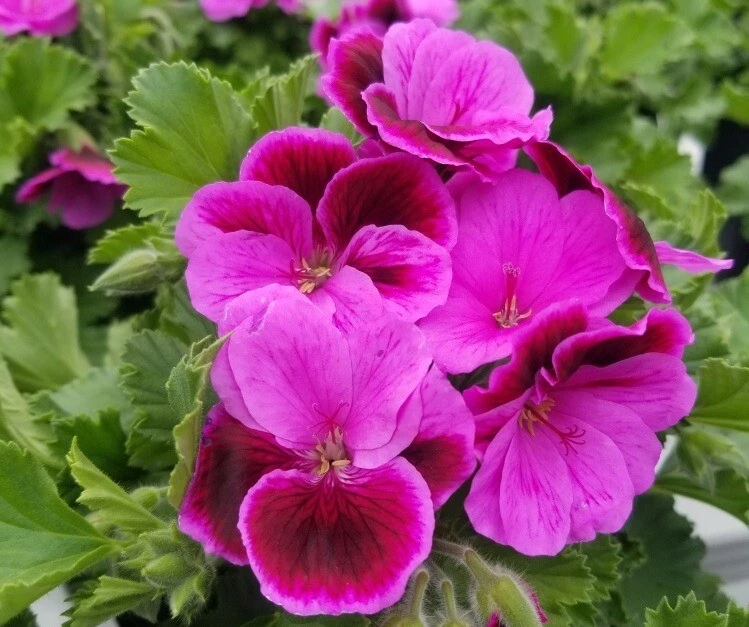 Martha Washington Geranium Cuttings Set of 6, Rose Pink Pelargonium Live Plant Starters for Propagation and Container Growing