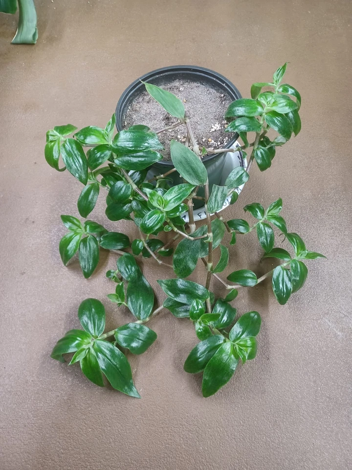 Tradescantia Zebrina Flocculosa Cuttings – Unrooted Indoor Trailing Houseplant – Purple Green Starter Plant
