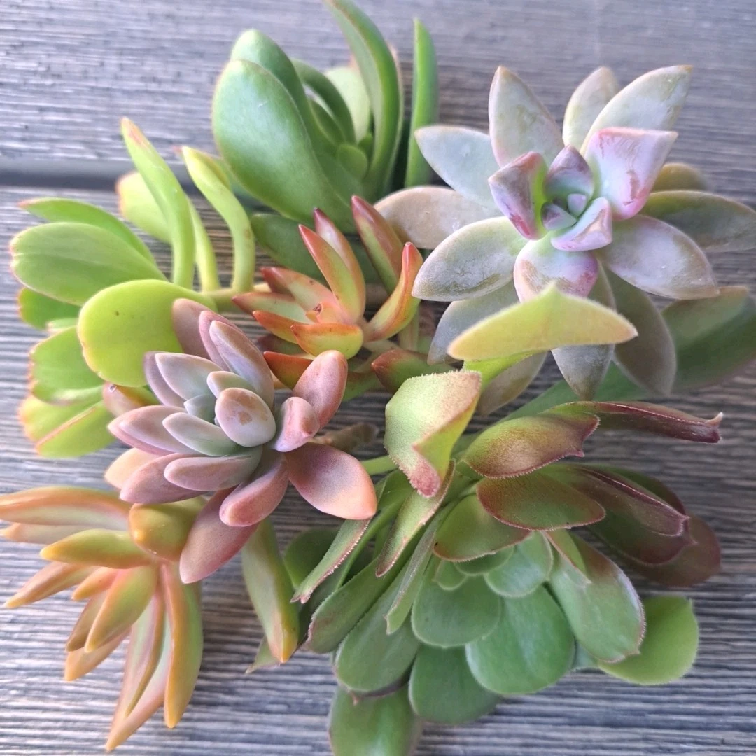 Assorted Succulent Cuttings - 5 Unrooted Live Plant Cuttings for Propagation - Mixed Genera Succulents
