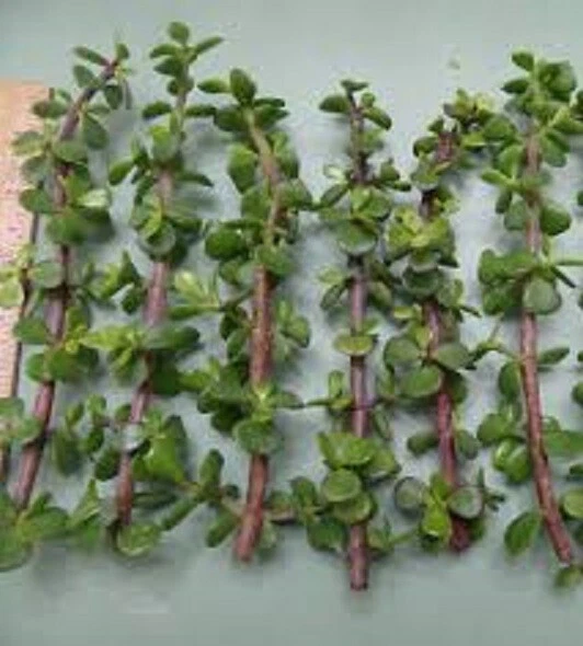 11 Live Cuttings Portulacaria Afra Elephant Bush Dwarf Jade Succulent Green Red Stem Easy Rooting Stems for Pots