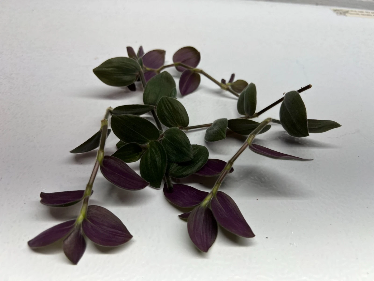 Fuzzy Bunny Bellies Tradescantia Cuttings - Lot of 5 Unrooted Houseplant Cuttings for Indoor Propagation