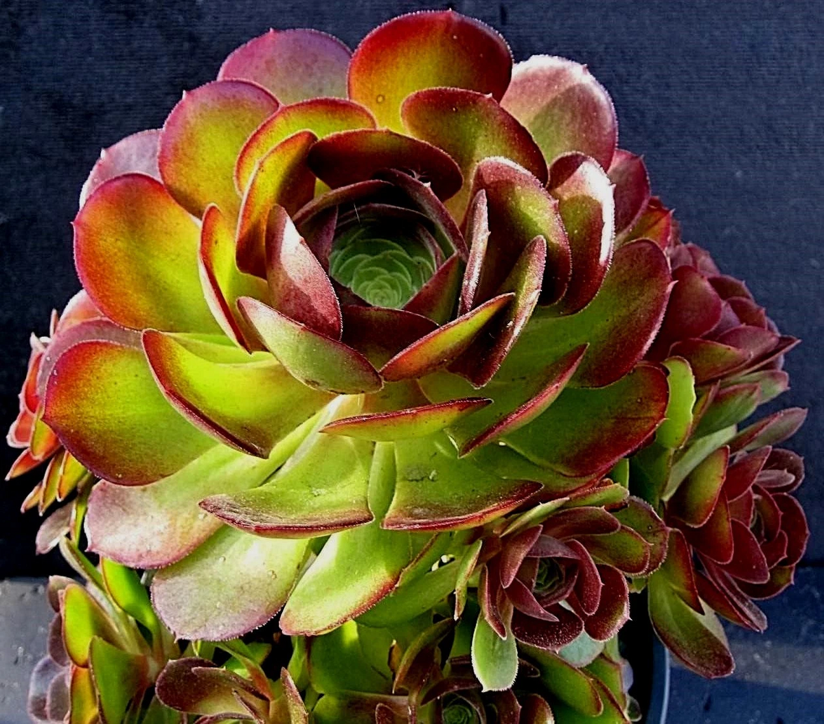 Aeonium Durango Succulent Cuttings - 2 Live Unrooted Cuttings for Propagation - Aeonium 'Durango'