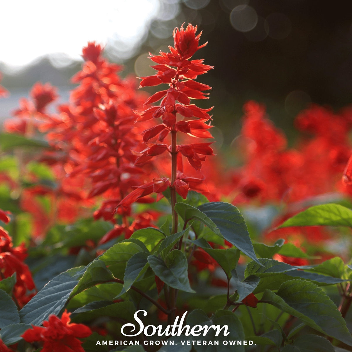 Scarlet Sage Seeds - 100 Count - Salvia splendens - Vibrant Red Flowering Plant Seeds for Garden and Landscaping