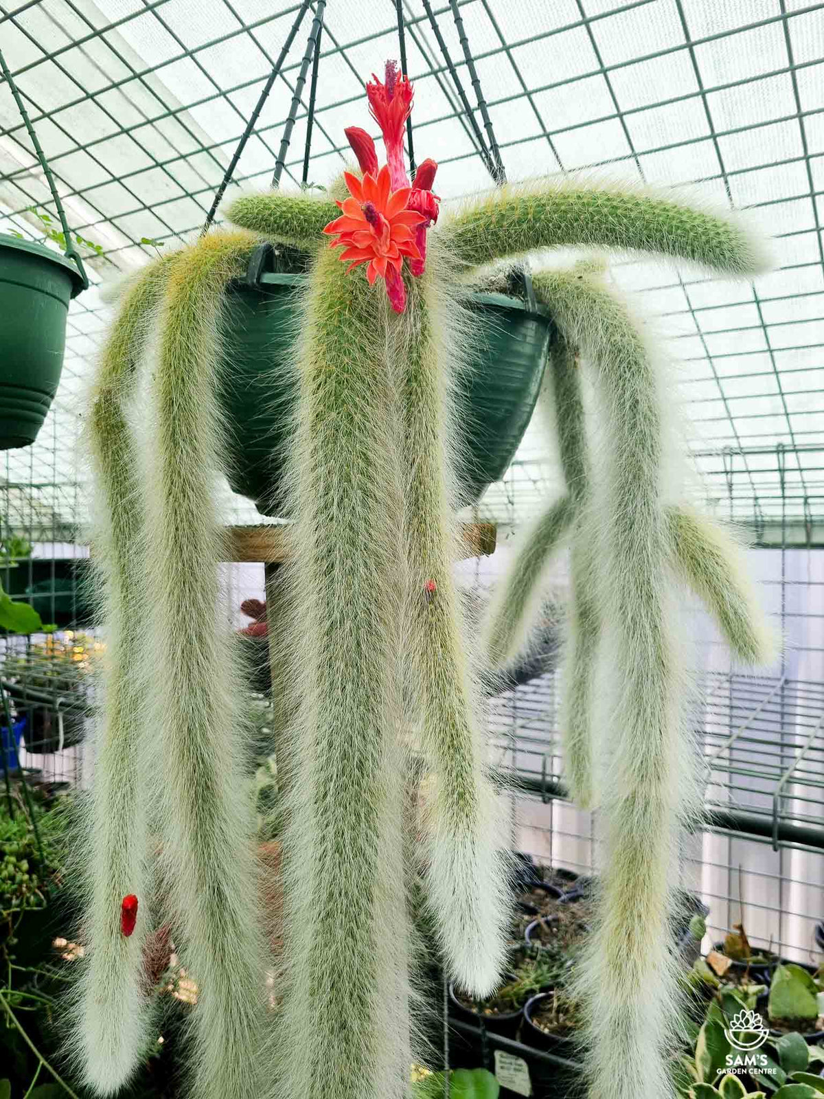 Unrooted Cutting 5” Monkey Tail Cactus | Hildewintera colademononis | Rare Fuzzy Hanging Succulent Plant