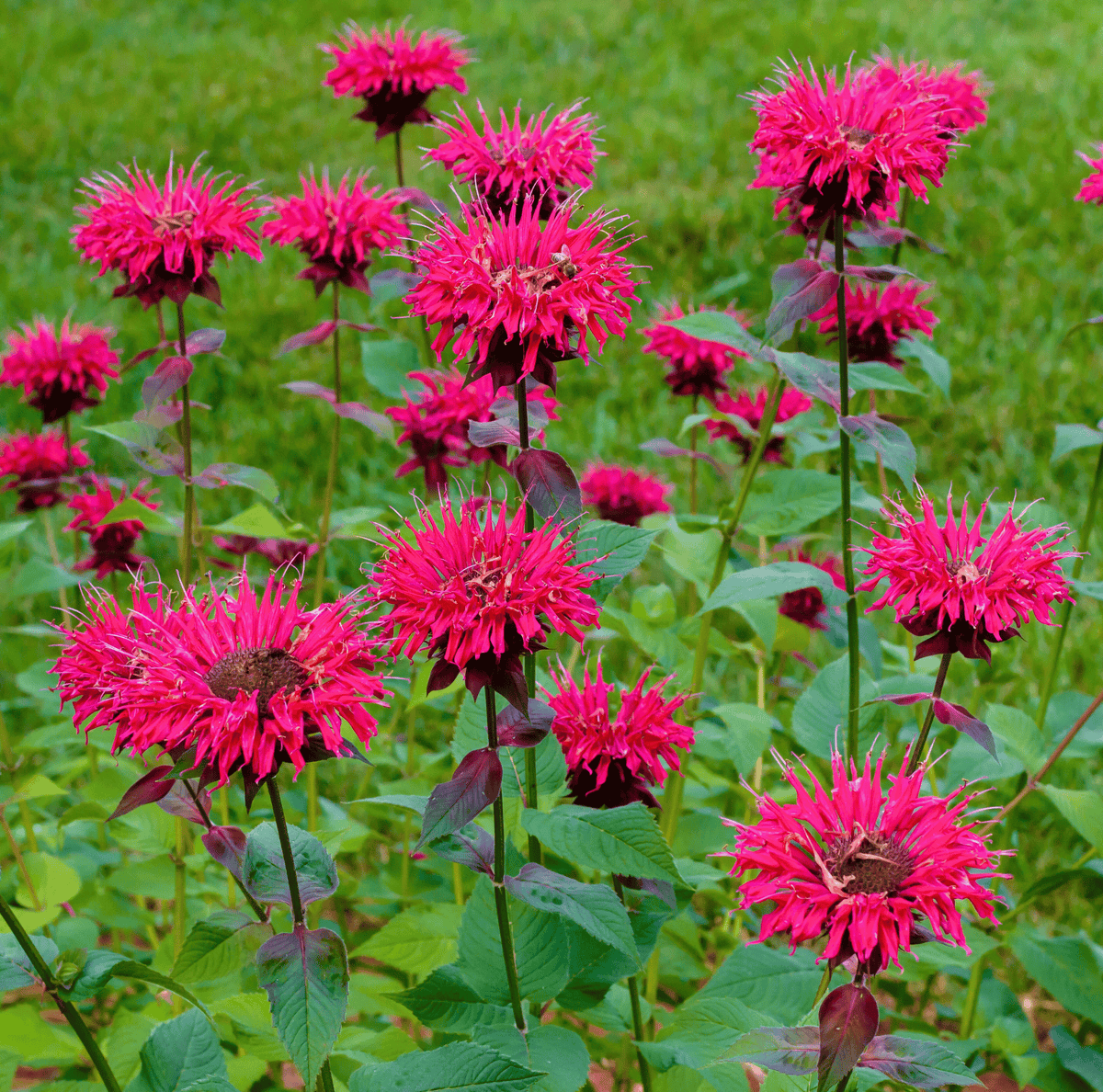 Scarlet Bee Balm Seeds - 20 Pack - Monarda didyma - Perennial Flowering Plant for Pollinator Gardens