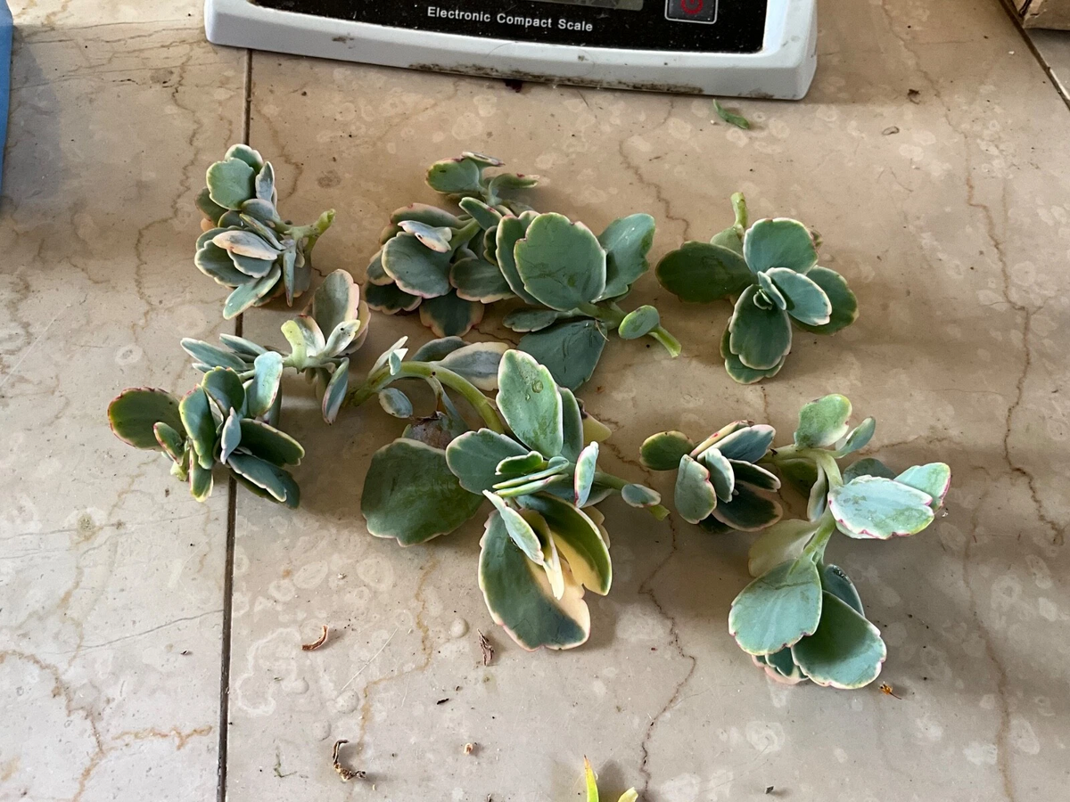 Kalanchoe Fedtschenkoi Cutting | Lavender Scallops | Easy Care Succulent | Variegated Lavender Edges | Live Plant