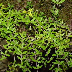 40 Sedum sarmentosum Cuttings – Live Creeping Succulent Groundcover – Hardy Perennial for Rock Gardens & Landscaping