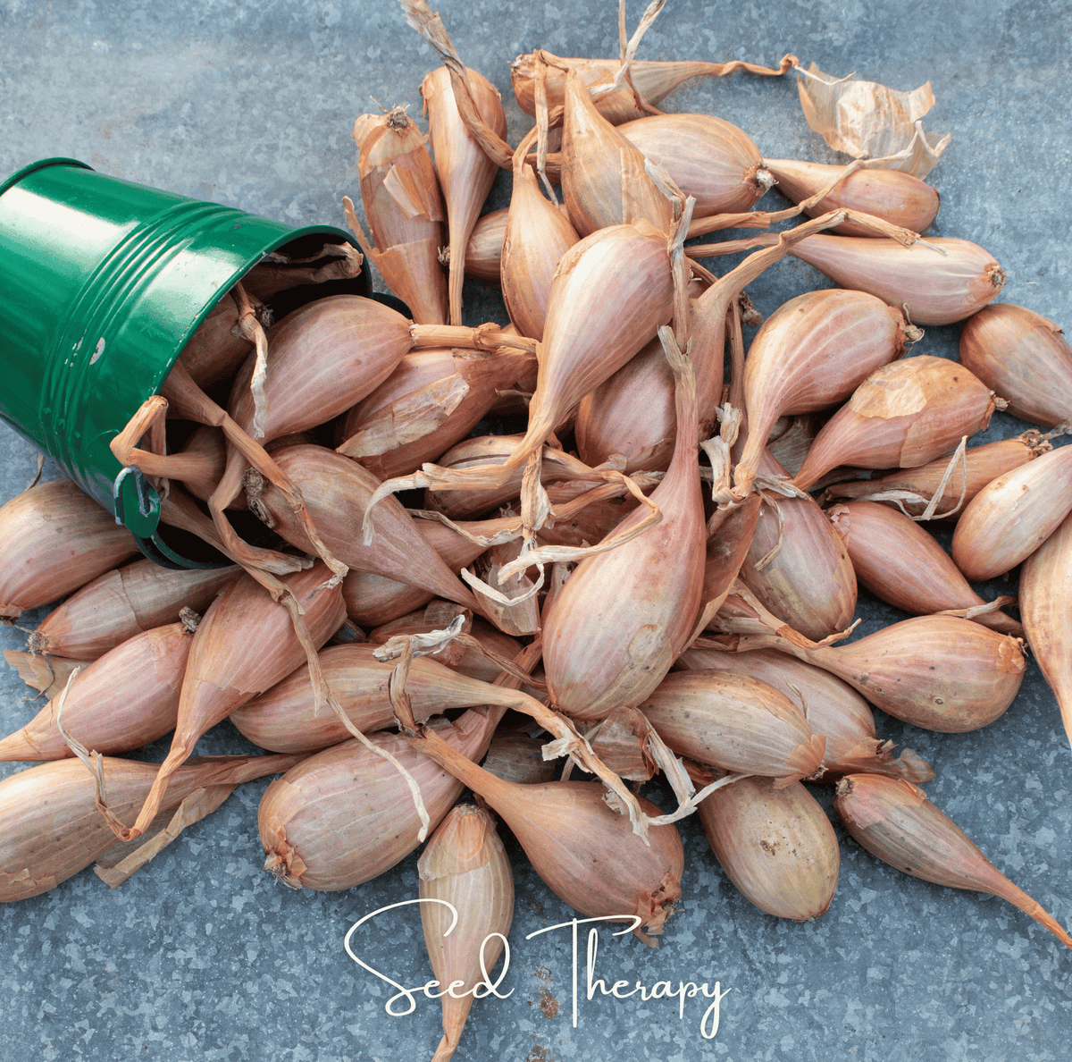 Zebrune Shallot Seeds - 25 Count - French Culinary Variety - Allium cepa var. aggregatum