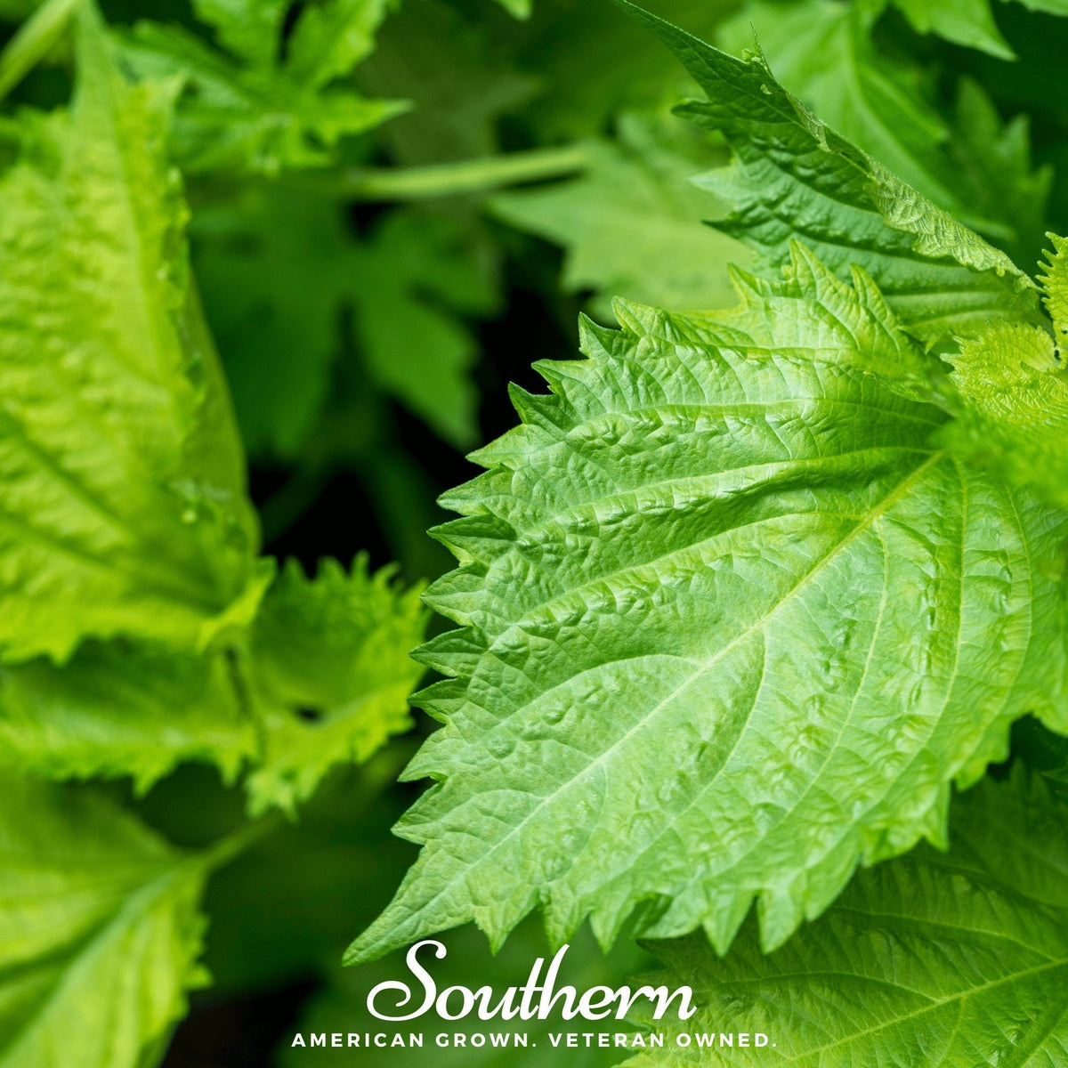 Green Shiso Seeds - 200 Count - Perilla frutescens - Culinary Herb for Asian Dishes and Garnishes