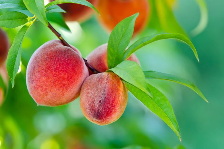 7 Prunus persica Peach Cuttings – 6" California Variety – Edible Sweet Fruit for Home Orchards & Gardens – Live Starter Stems