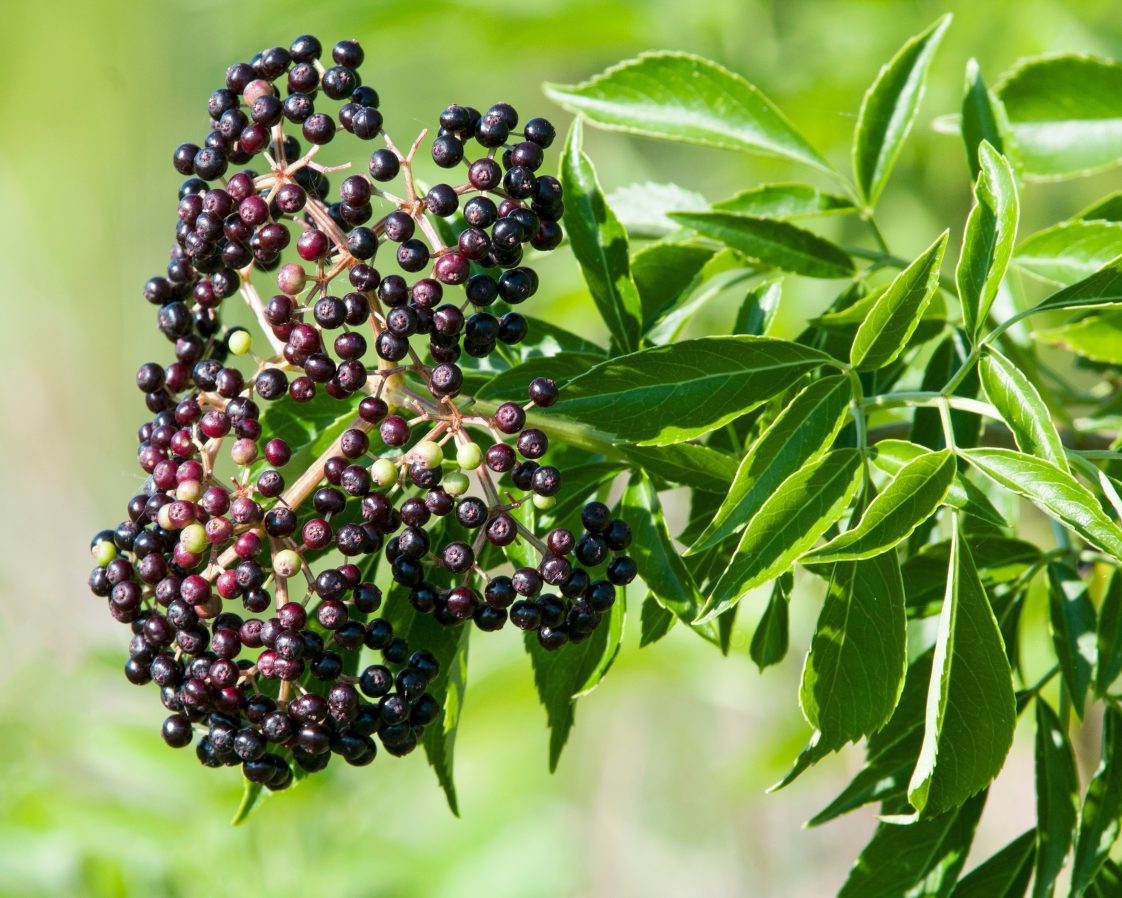 12 American Elderberry Cuttings - Sambucus canadensis Adams & York - Unrooted Live Shrubs for Wildlife Gardens & Hedges