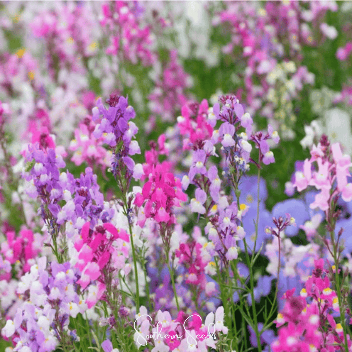 Northern Lights Toadflax Mix - 200 Seeds - Linaria 'Northern Lights' - Colorful Perennial Wildflower Seed Blend