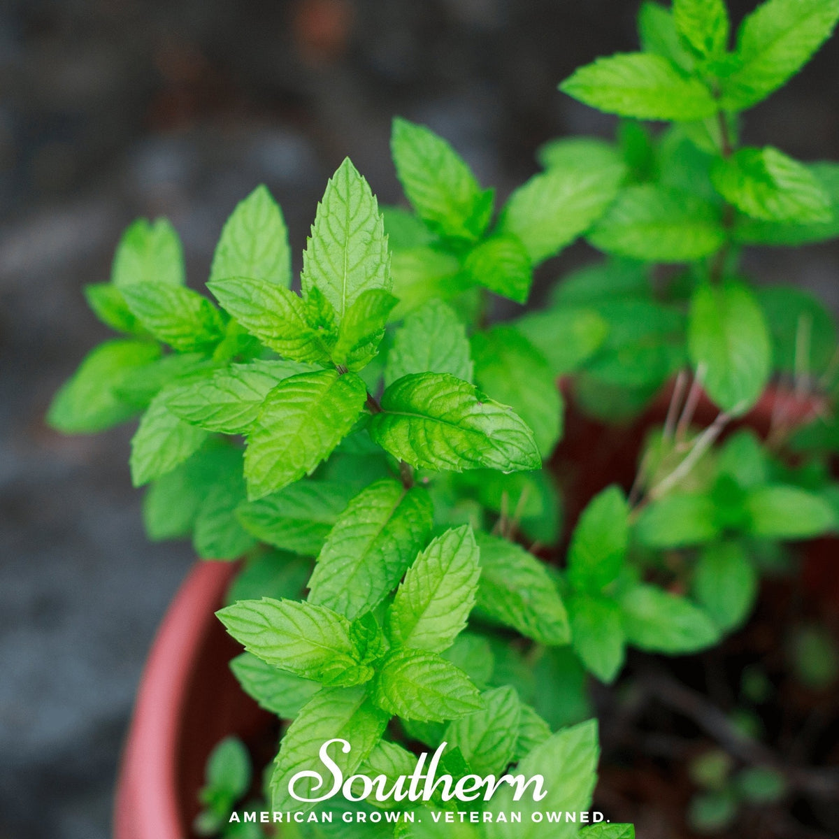 Spearmint Seeds - 200 Count - Mentha spicata - Fresh Culinary Herb for Gardening and Cooking