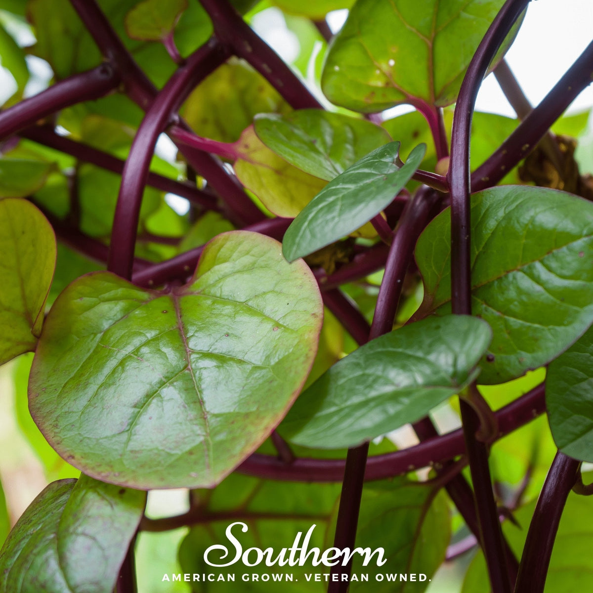 Malabar Red Spinach Seeds - 50 Count - High Nutrient, Tropical Greens - Basella rubra