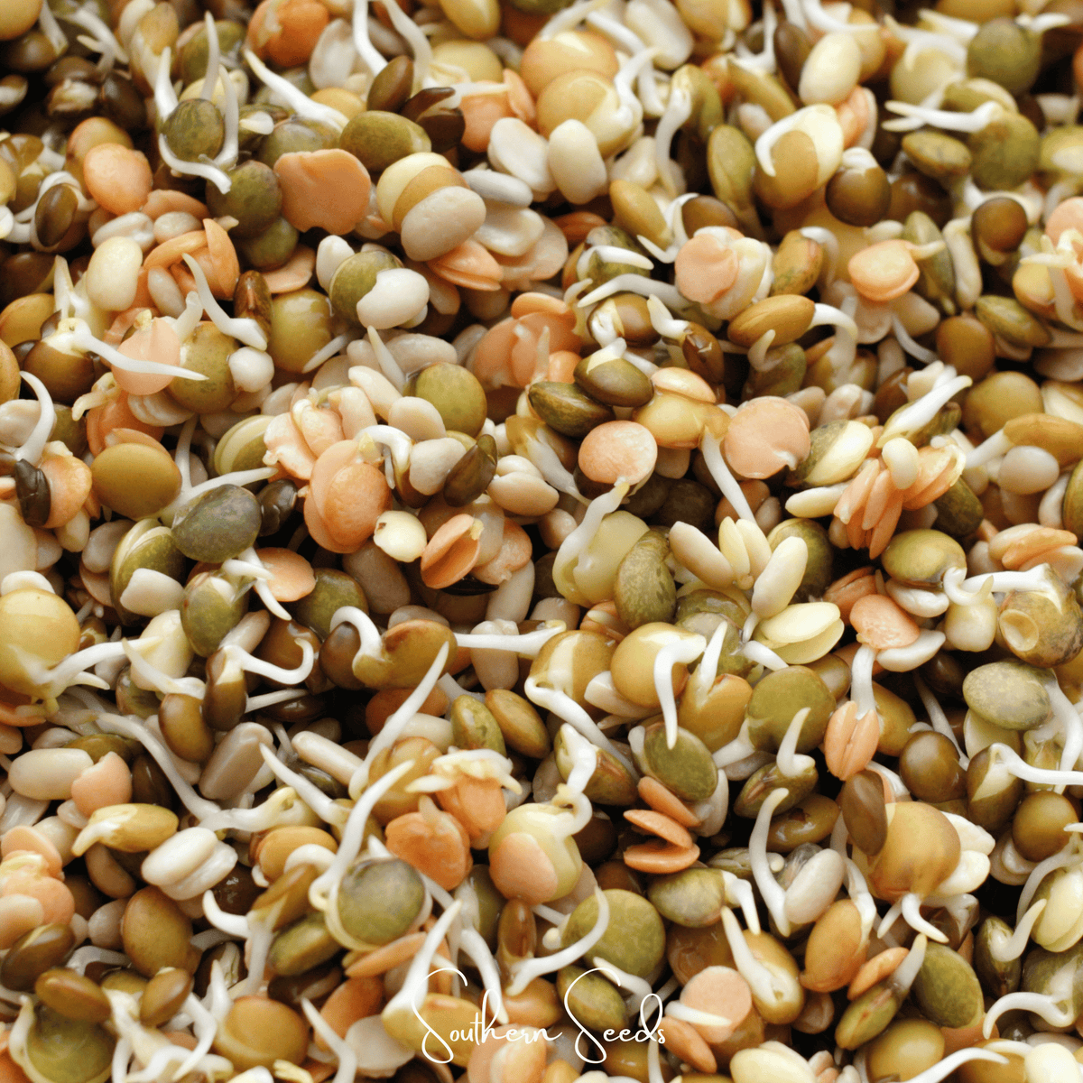 Crunchy Lentils Sprout Mix - 500 Seeds - Nutritious Sprouting Seeds for Healthy Snacks - Lens culinaris
