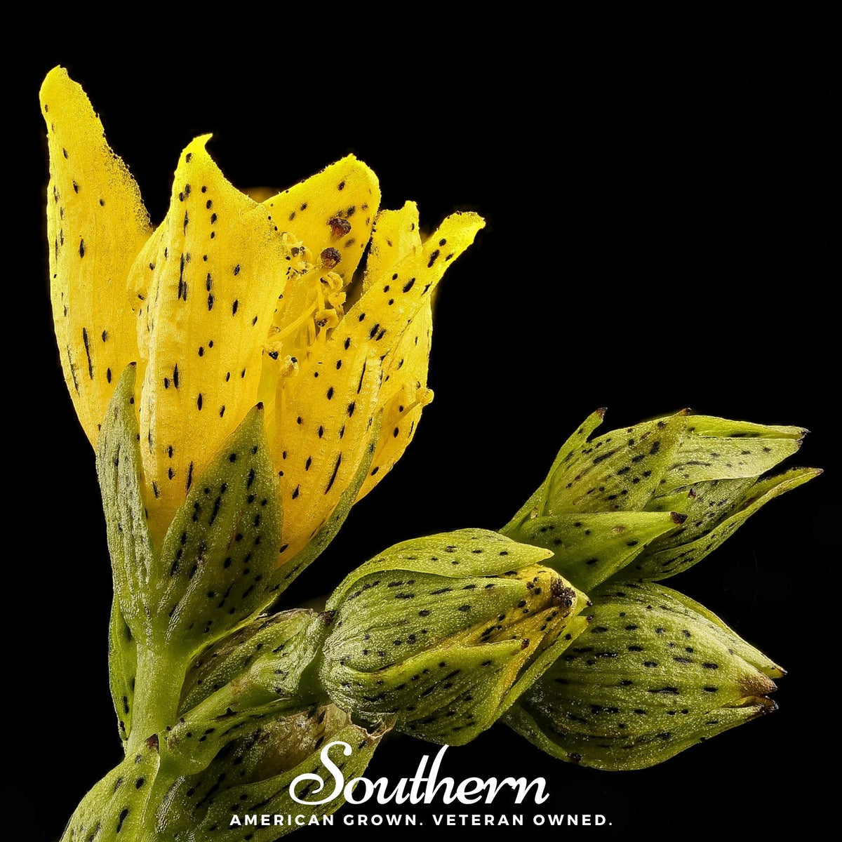 Dotted St. John's Wort Seeds - 100 Count - Hypericum perforatum - Herbal Plant for Gardens and Medicinal Use