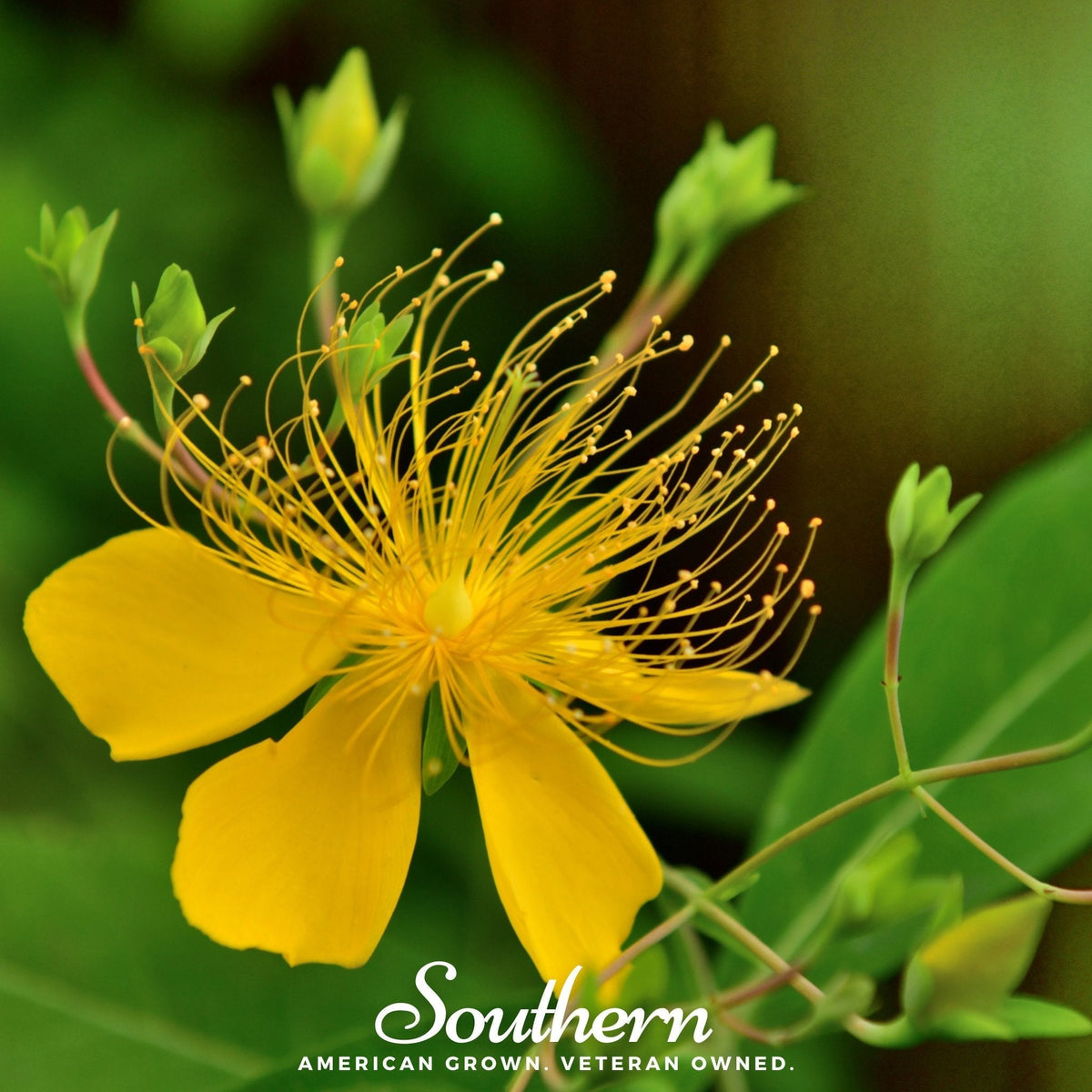 Greater St. John's Wort Seeds - 100 Count - Hypericum perforatum - Herbal Plant for Natural Remedies