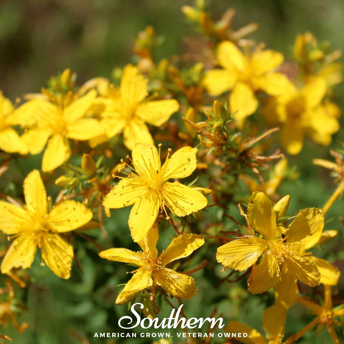 St. John's Wort Seeds - 100 Pack - Hypericum perforatum - Medicinal Herb for Natural Wellness