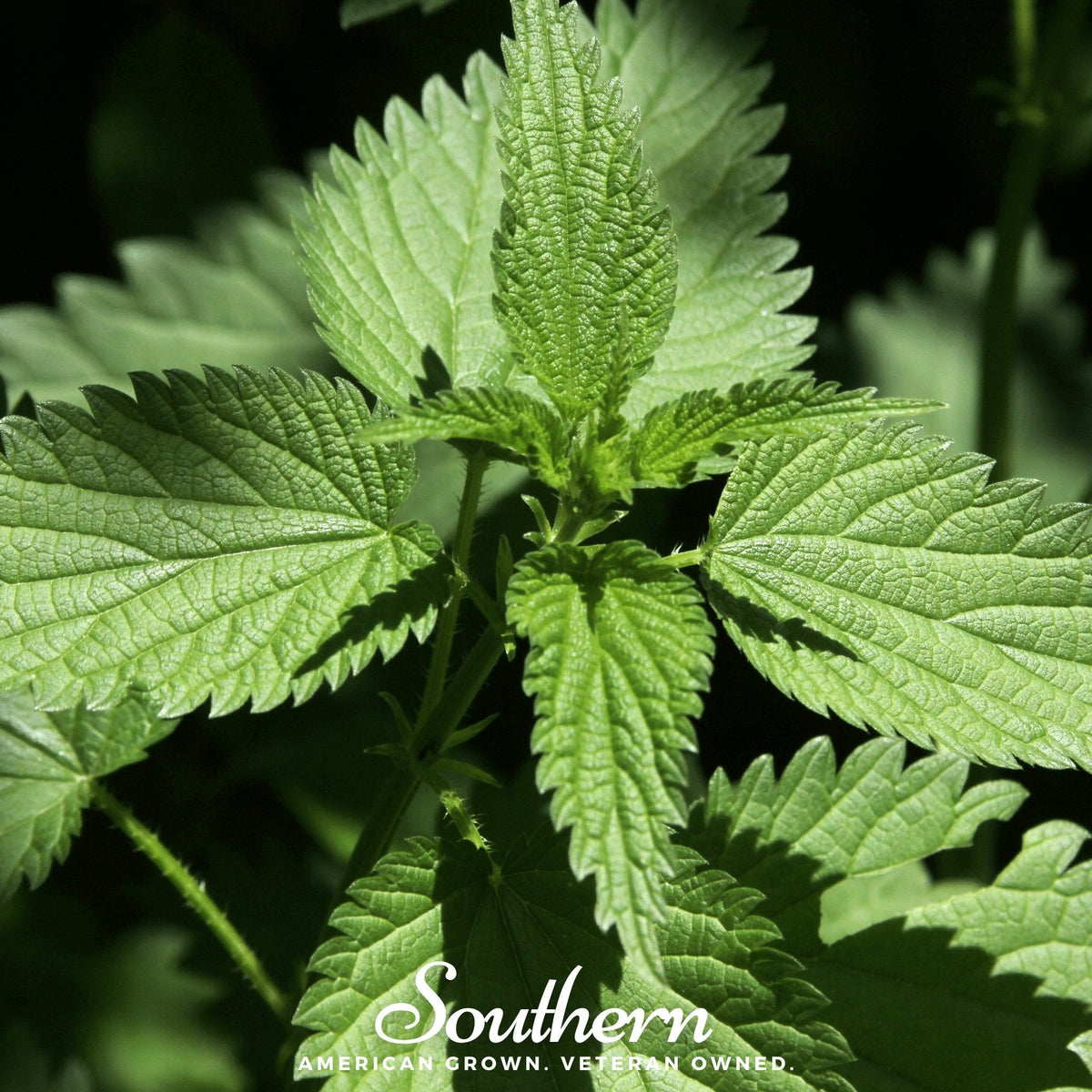 Stinging Nettle Seeds - 100 Pack - Urtica dioica - Organic Herbal Garden Plant Seeds for Medicinal Use