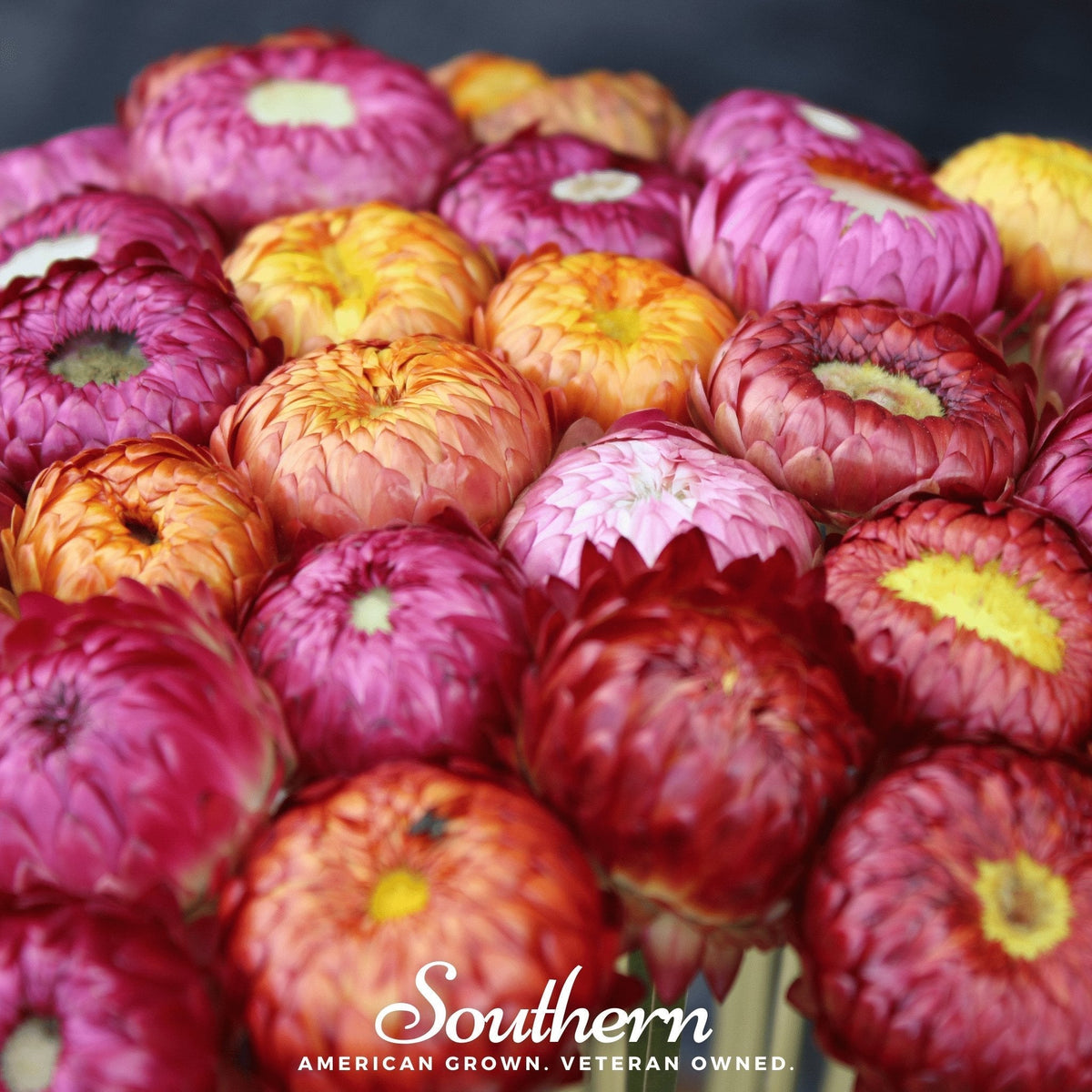 Strawflower Seeds Mix - 200 Seeds - Colorful Dried Flower Variety (Helichrysum bracteatum)
