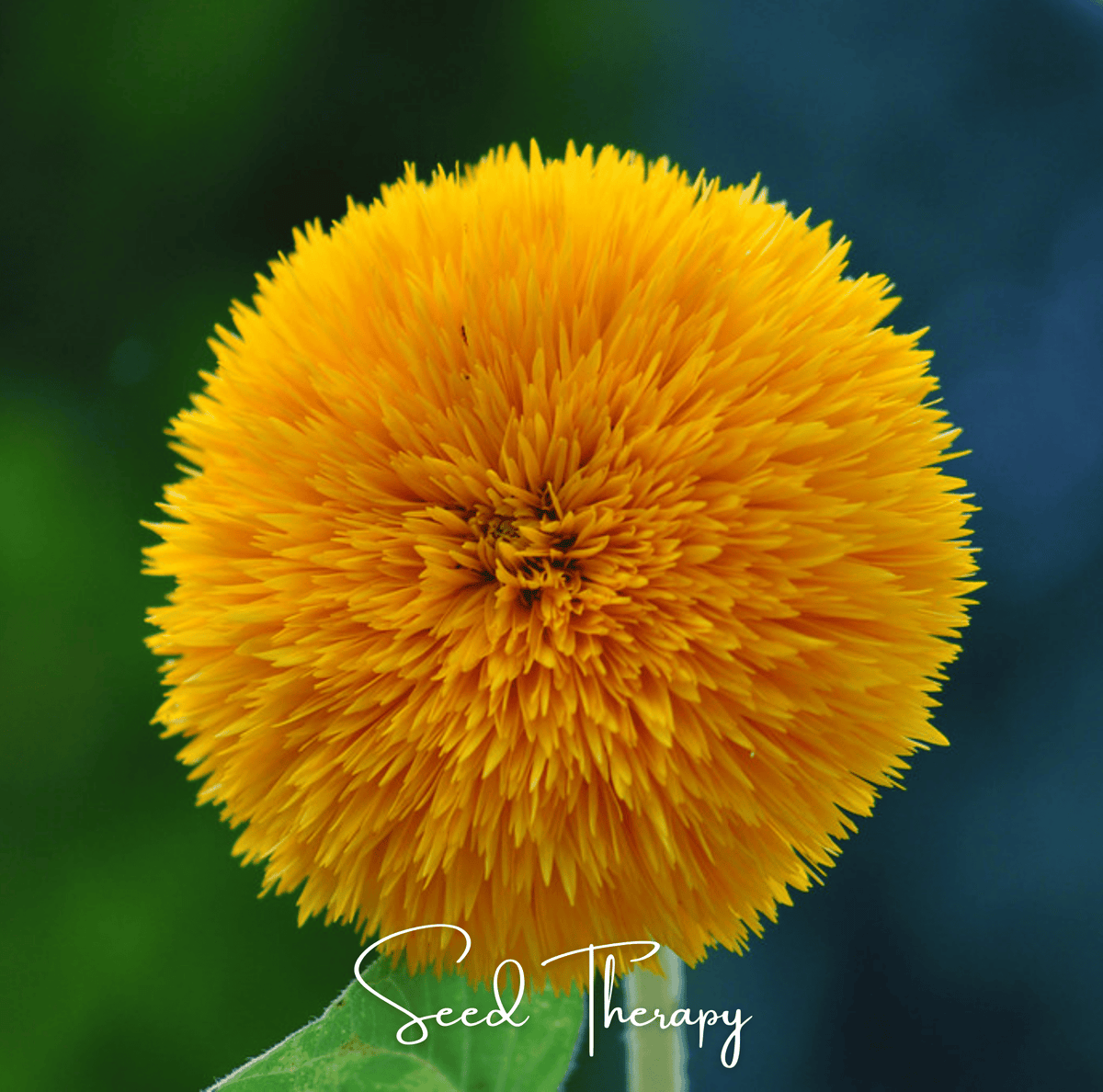 Giant Sungold Sunflower Seeds - 25 Count - Helianthus annuus - Vibrant Yellow Blooms for Gardens