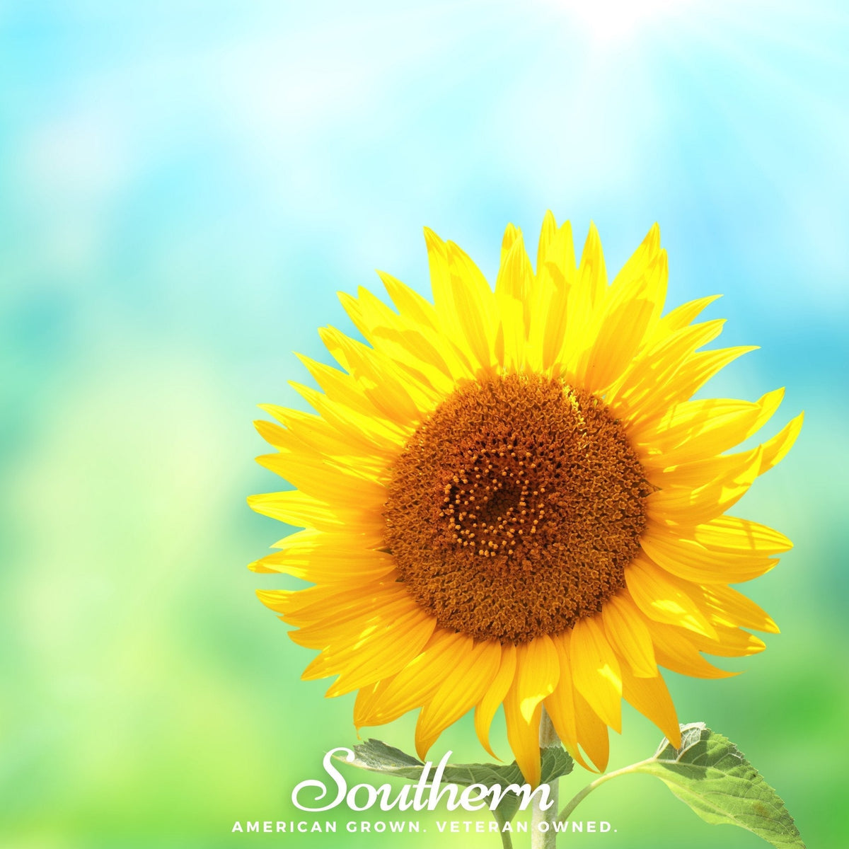 Sunspot Dwarf Sunflower Seeds - 25 Pack - Helianthus annuus - Ideal for Gardens and Containers