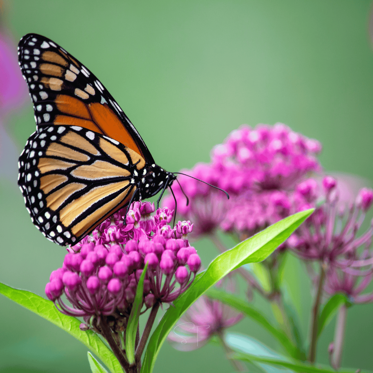 Swamp Milkweed Seeds - 50 Count - Asclepias incarnata - Native Pollinator Plant